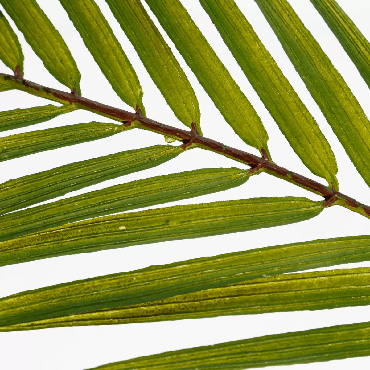 Shop DecoWoerner Künstlicher Palmbusch Palmwedeln-Busch 80 Cm grün