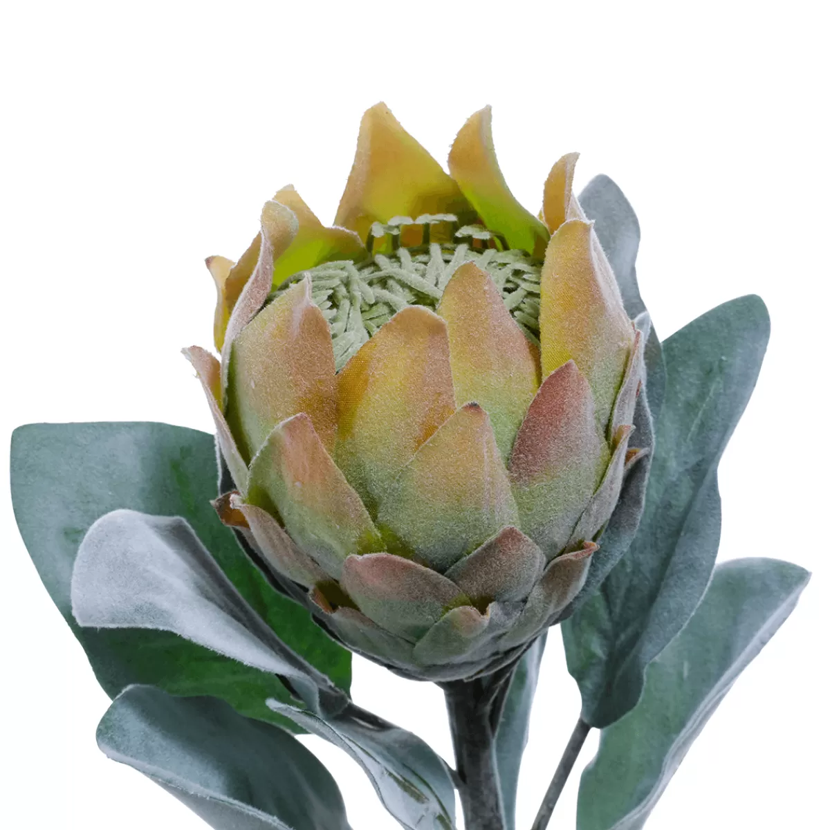 Discount DecoWoerner Kunstblume Protea, 72 Cm grün