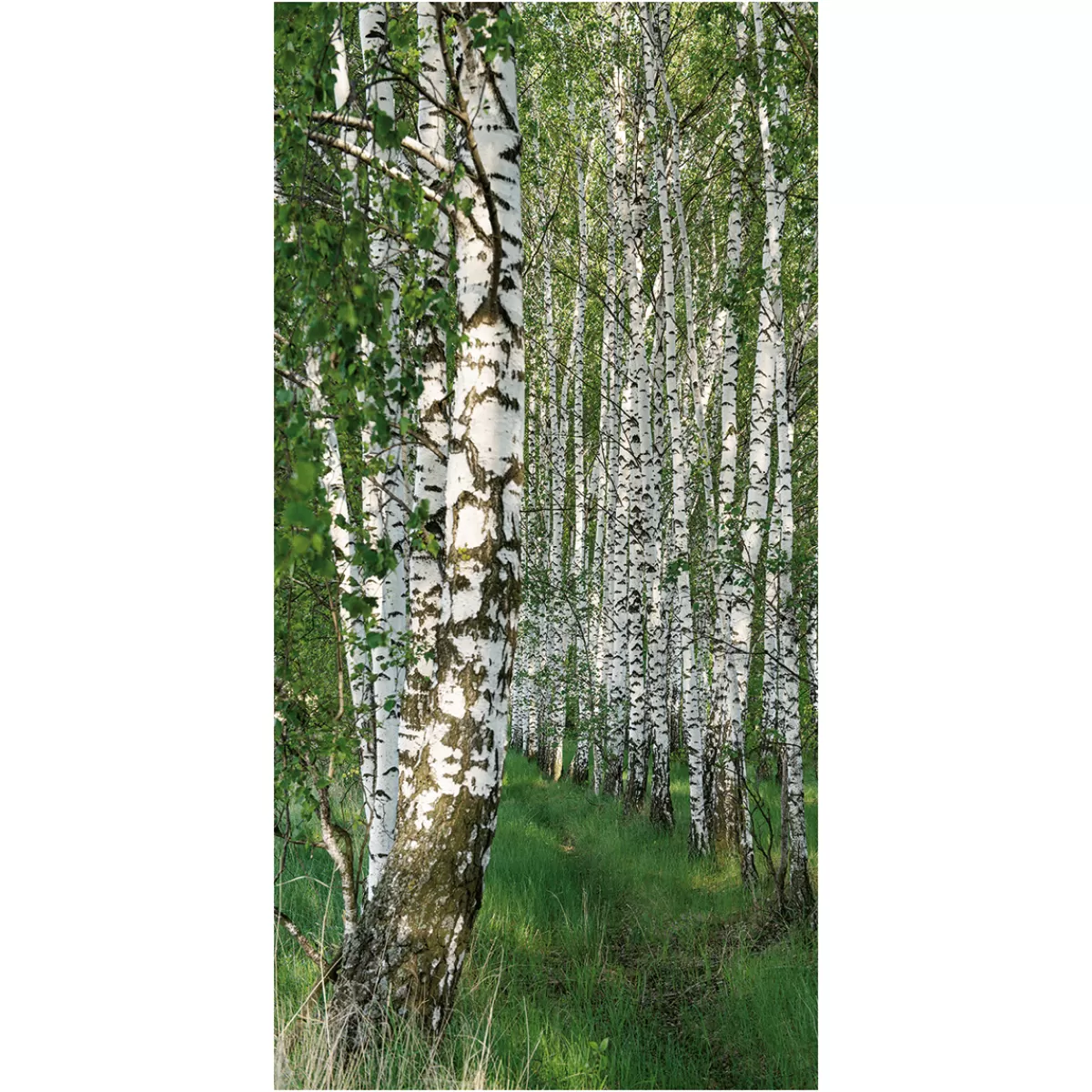 Best DecoWoerner Lichtechter Naturfaser-Stoffbanner "Birkenwald" Aus Baumwolle 100 X 200 Cm grün