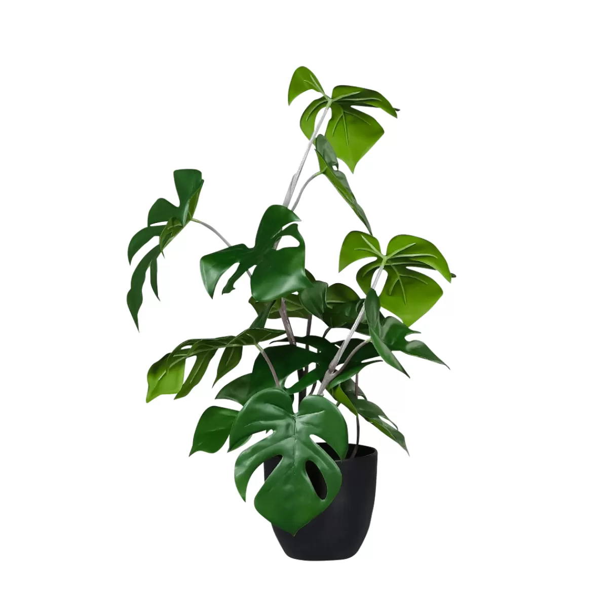 Flash Sale DecoWoerner Monstera Im Schwarzem Topf grün