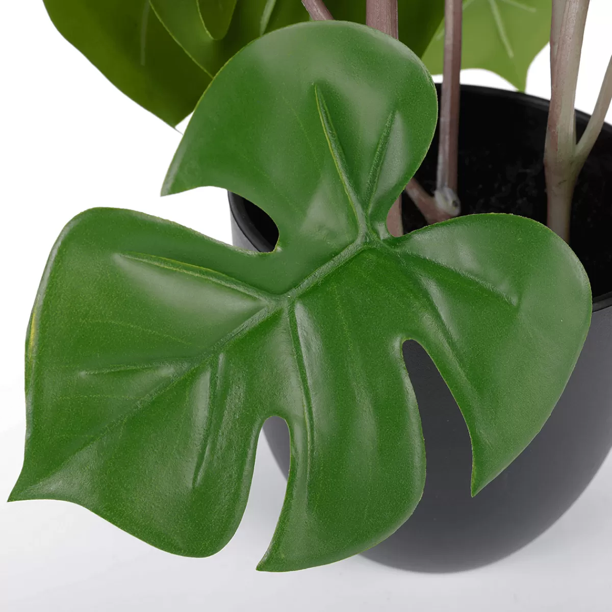 Flash Sale DecoWoerner Monstera Im Schwarzem Topf grün