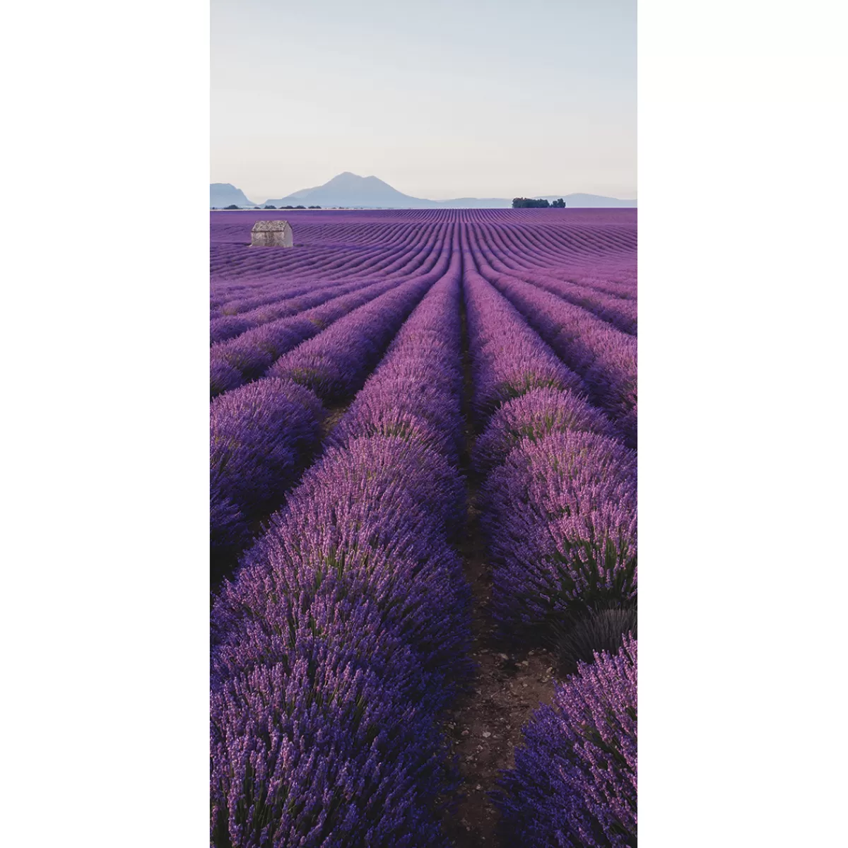 Flash Sale DecoWoerner Schwer Entflammbarer Stoffbanner „Lavendelfeld In Der Provence“ Aus Fahnenstoff 100 X 200 Cm violett