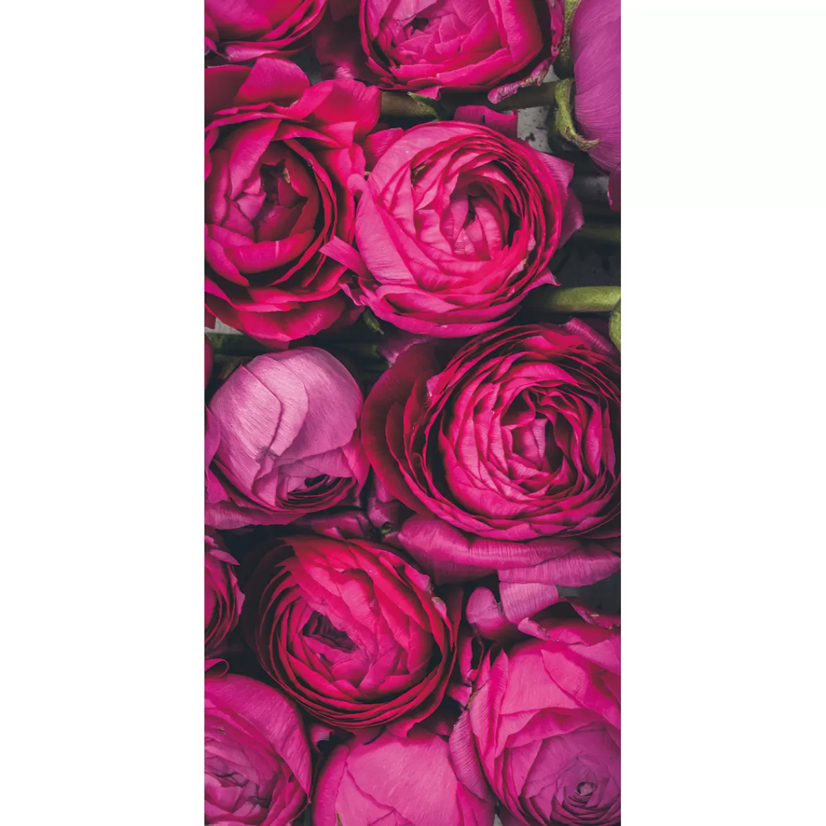 Flash Sale DecoWoerner Schwer Entflammbarer Stoffbanner „pinke Ranunkel-Blüten“ Aus Fahnenstoff 100 X 200 Cm rosa