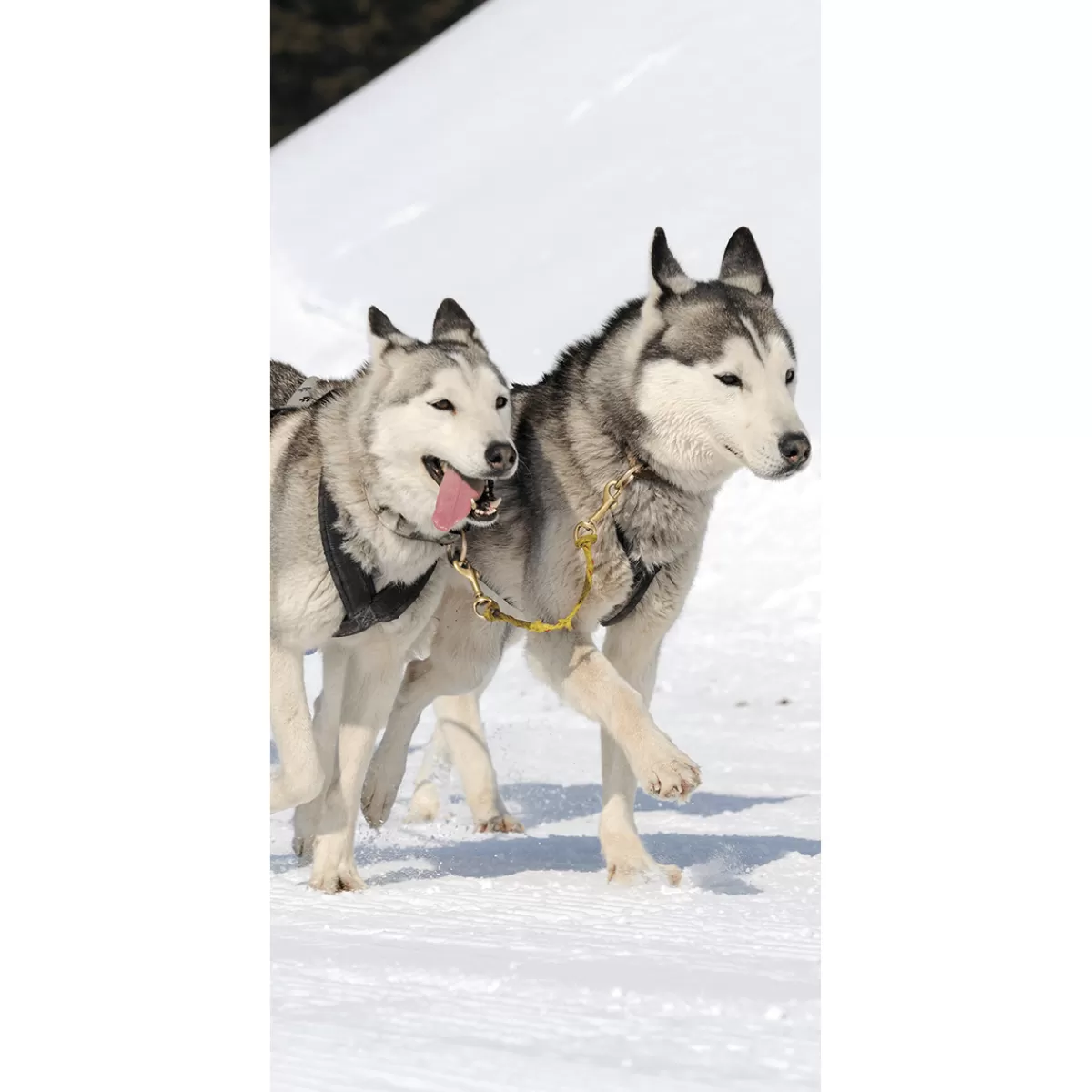 Cheap DecoWoerner Schwer Entflammbarer Stoffbanner "Rennende Huskys" Aus Fahnenstoff 100 X 200 Cm schwarz