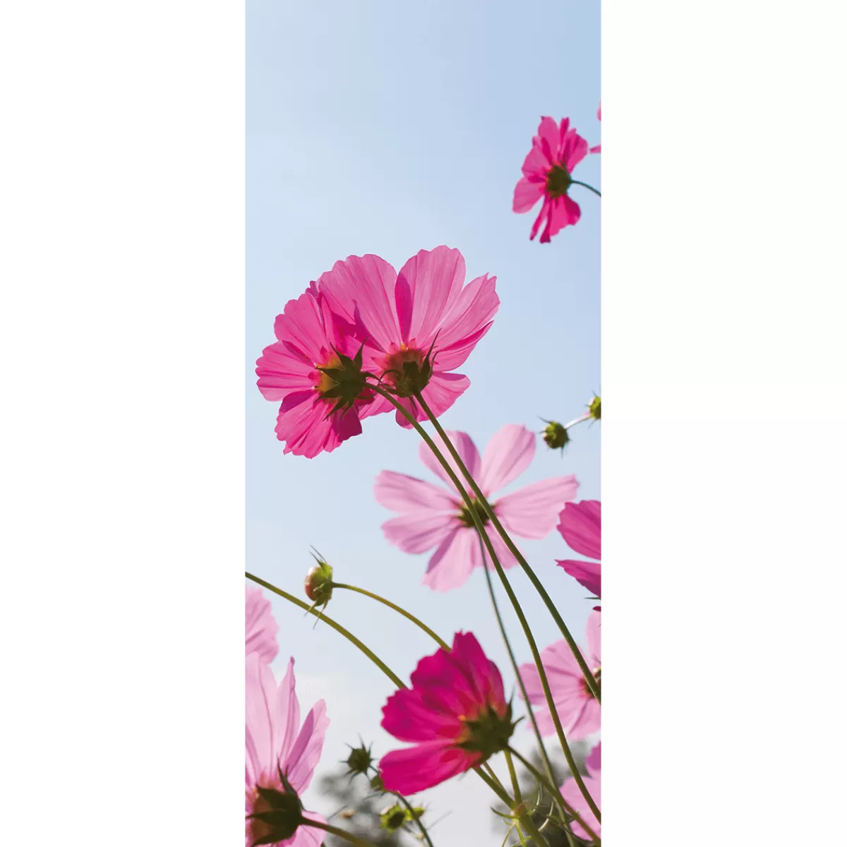 New DecoWoerner Schwer Entflammbarer Stoffbanner Cosmea-Blüten Aus Fahnenstoff 75 X 180 Cm rosa