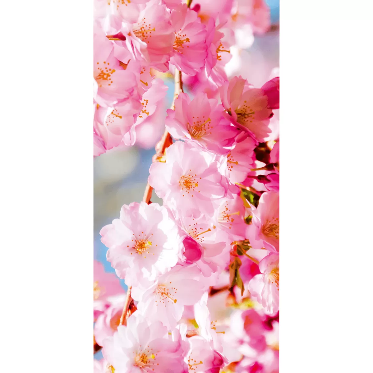 Cheap DecoWoerner Schwer Entflammbarer Stoffbanner " Kirschblüten" Aus Fahnenstoff 100 X 200 Cm rosa