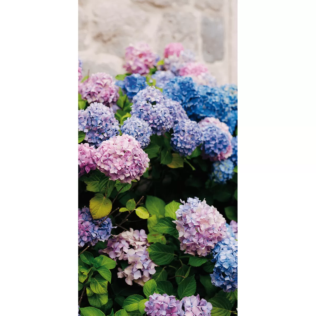 Outlet DecoWoerner Schwer Entflammbarer Stoffbanner „, Lila Und Blaue Hortensien“ Aus Fahnenstoff 100 X 200 Cm rosa