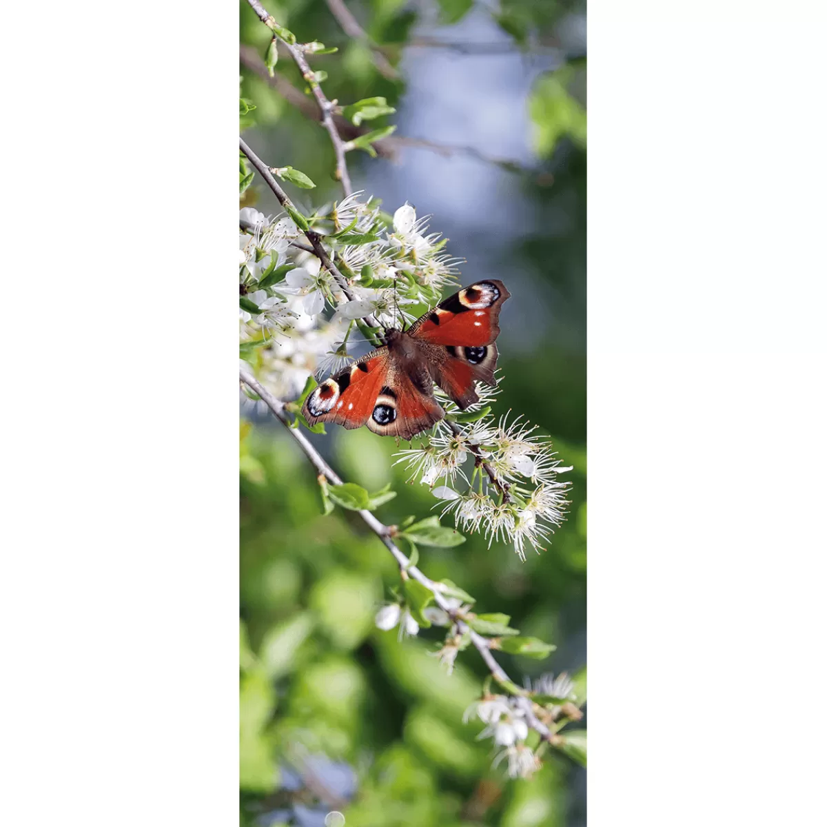 Cheap DecoWoerner Schwer Entflammbarer Stoffbanner „er Schmetterling Pfauenauge“ Aus Fahnenstoff 75 X 180 Cm rot