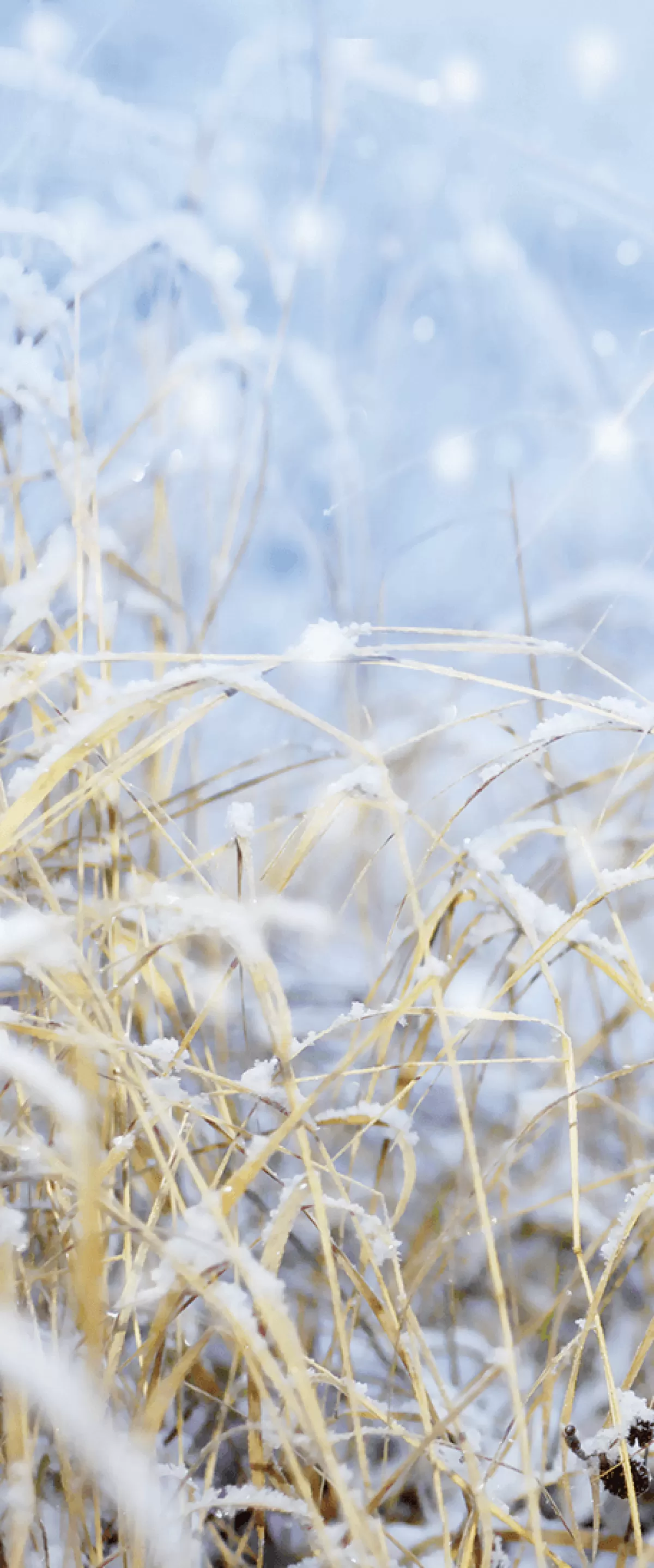 Store DecoWoerner Schwer Entflammbarer Stoffbanner "Wintergräser" 75 X 180 Cm