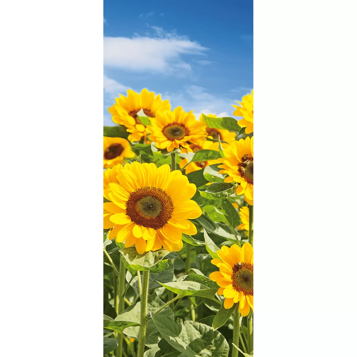 Best DecoWoerner Stoffbanner Sonnenblumenfeld Aus Fahnenstoff 75 X 180 Cm