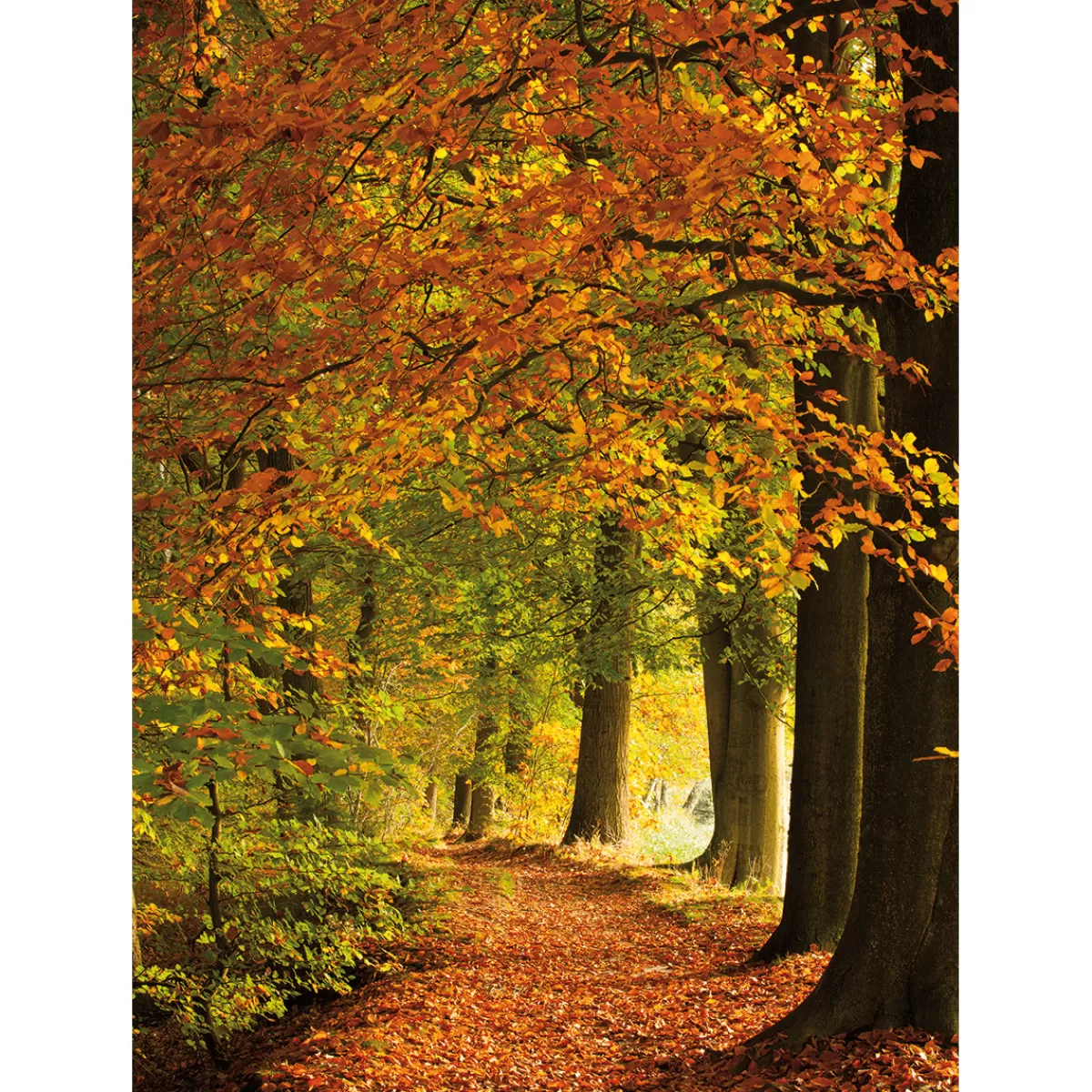 Discount DecoWoerner XL-Stoffbanner "Herbstwald" Aus Schwer Entflammbarem Fahnenstoff 150 X 200 Cm orange