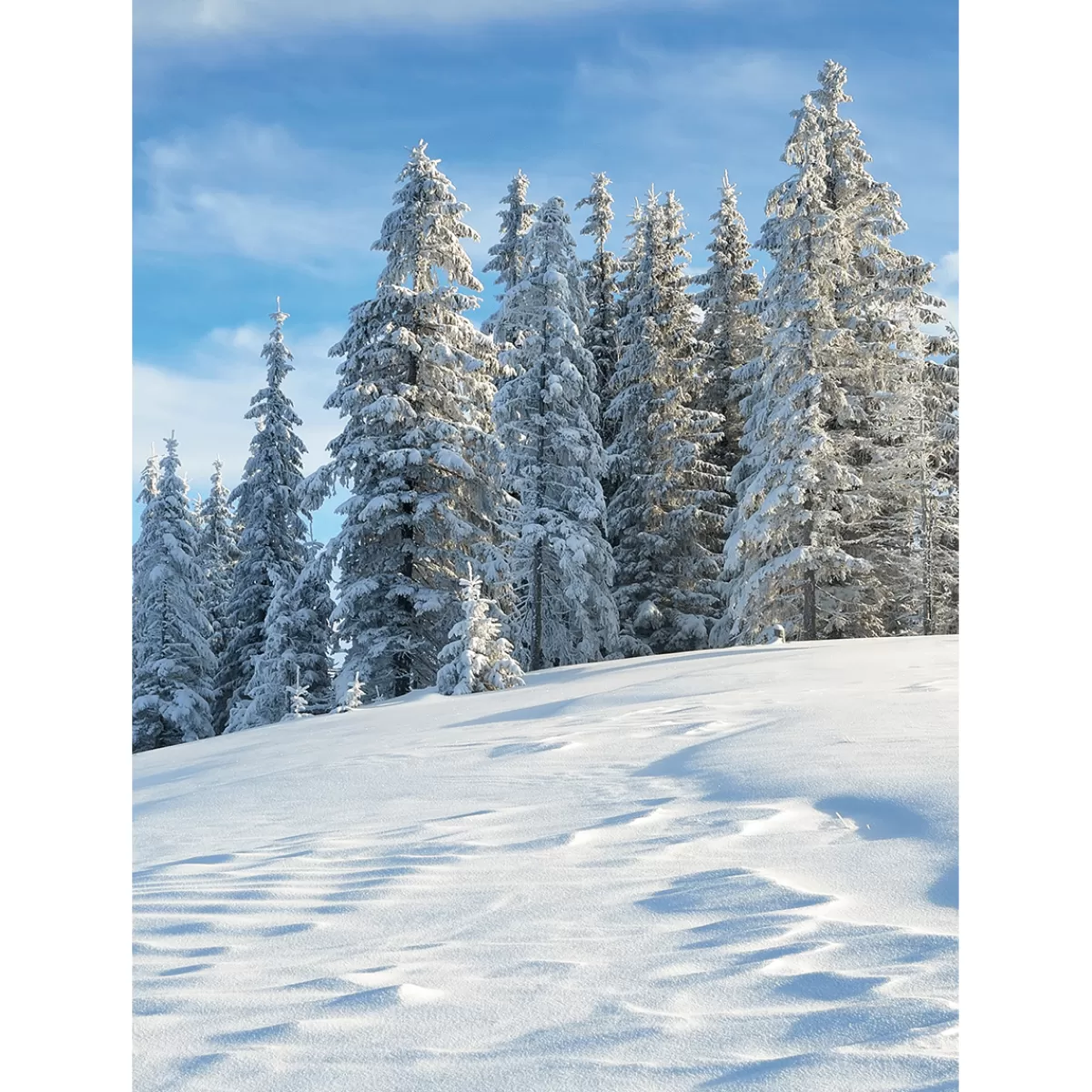 Cheap DecoWoerner XL-Stoffbanner "Verschneiter Tannenwald" Aus Schwer Entflammbarem Fahnenstoff 150 X 200 Cm weiß