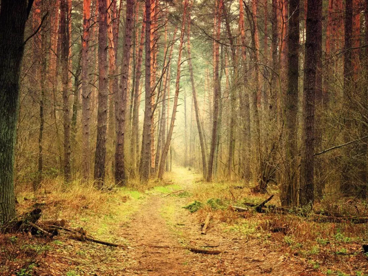 Cheap DecoWoerner XXL-Planenbanner "Herbstlicher Waldweg" Aus Schwer Entflammbarer LKW-Plane 250 X 330 Cm orange