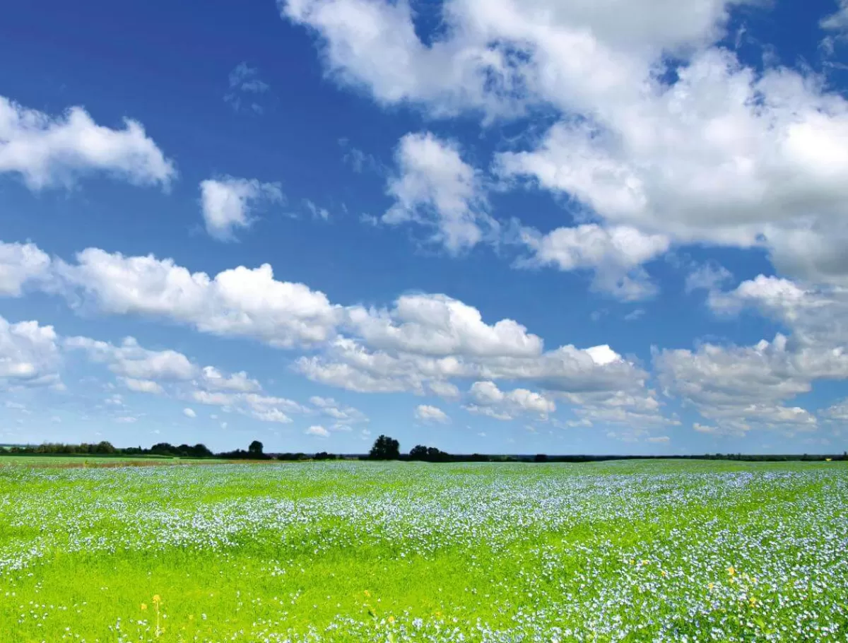 New DecoWoerner XXL-Planenbanner "Wiese Und Wolkenhimmel" Aus Schwer Entflammbarer LKW-Plane 250 X 330 Cm grün